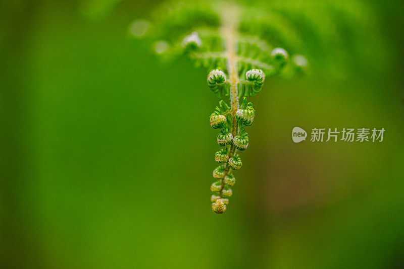 蕨类植物的Macrophotography Shots